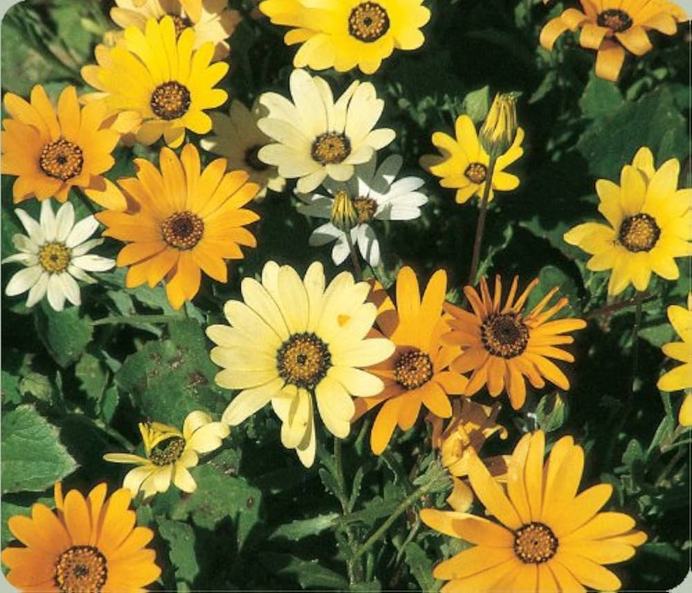 Dimorphotheca Flower seeds for Planting - Bright Blooms, Heirloom & GMO Free Seeds for Home Garden