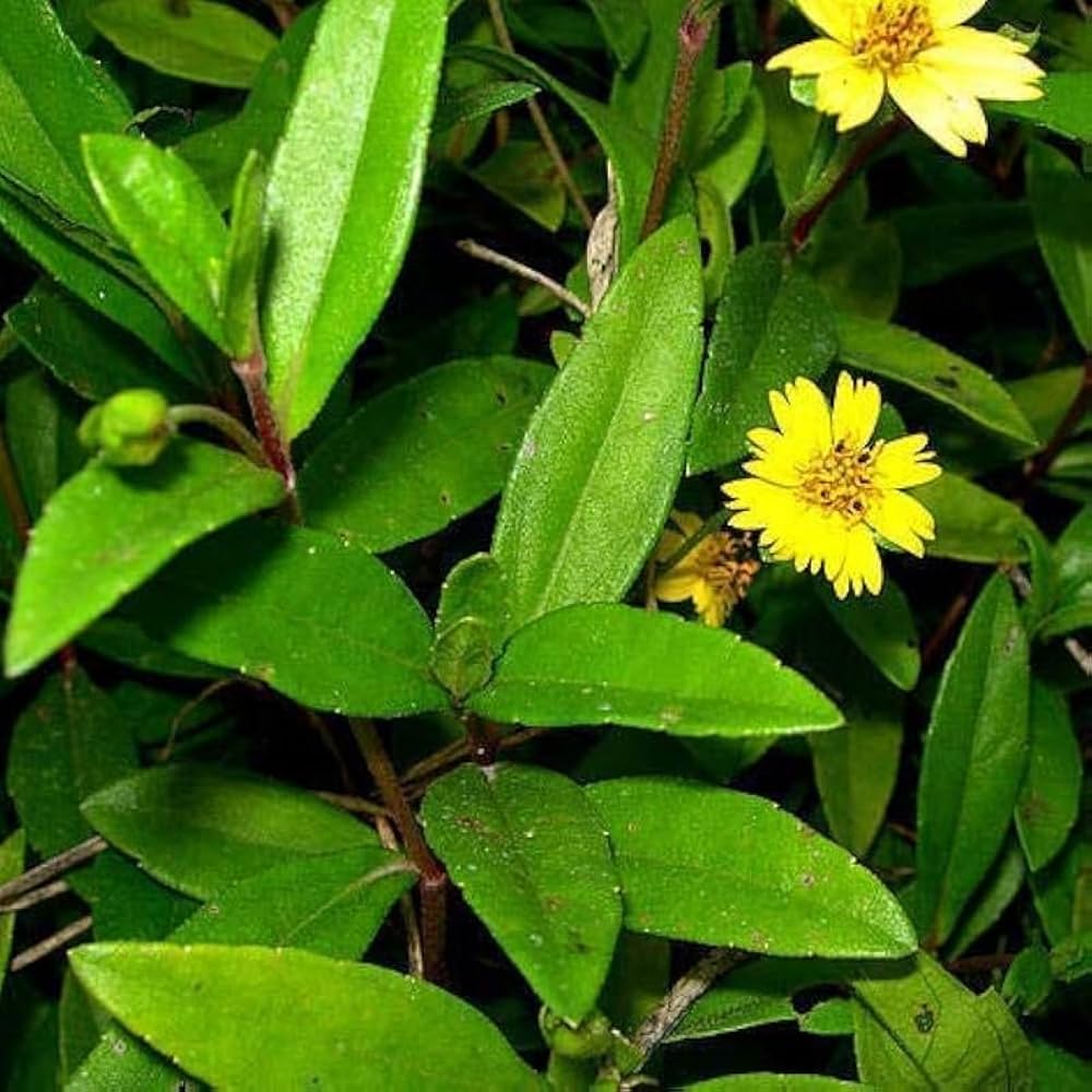 Bhringraj Flower Seeds for Planting - Enhance Your Garden