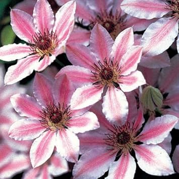 Mixed Nelly Moser Flower seeds blooming in flower beds, containers, borders, and pollinator-friendly gardens