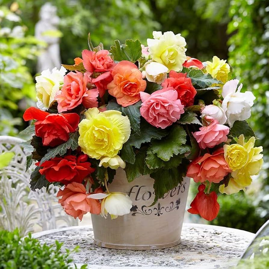 Double Begonia Begonia spp. Seeds for Planting - Perfect for Flower Bed & Indoor Garden