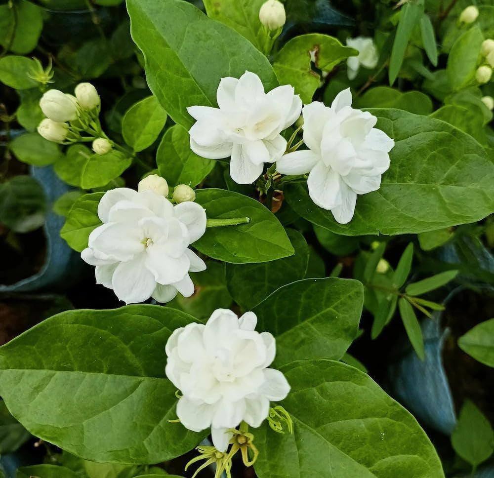 Loroco Flower seeds for Planting - Hardy Variety, Heirloom & GMO Free Seeds for Home Garden