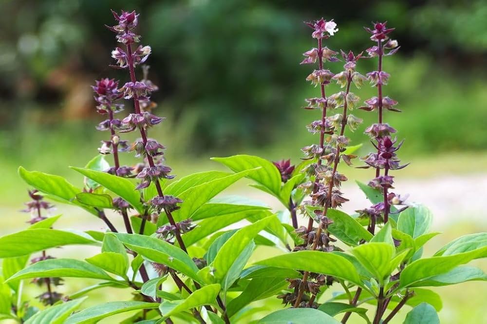 Basil Seeds for Planting