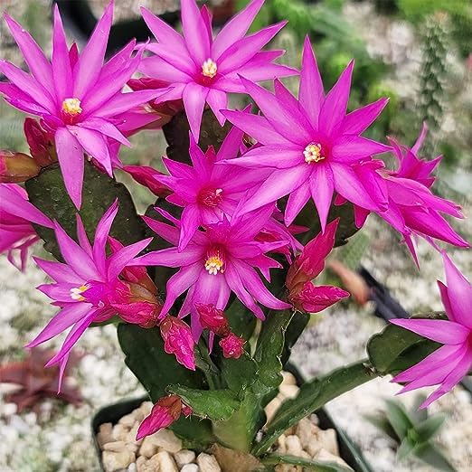 Mixed Schlumbergera Flower seeds for Planting Low Maintenance Heirloom & GMO Free Seeds for Home Garden