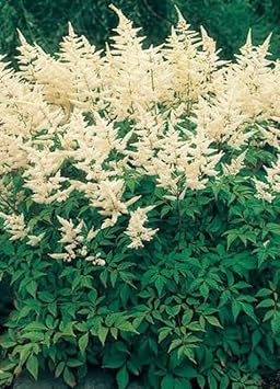 Cream Astilbe Flower seeds blooming in flower beds, containers, borders, and pollinator-friendly gardens