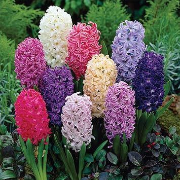 Hyacinthus Orientalis Flower seeds blooming in flower beds, containers, borders, and pollinator-friendly gardens