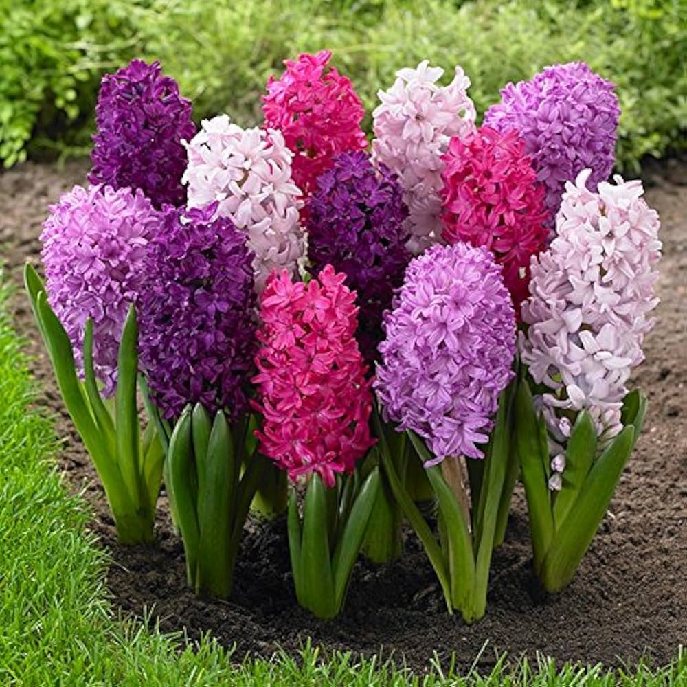 Hyacinthus Flower Seeds - Planting Seeds for Colorful Blooms - Evergrowseeds