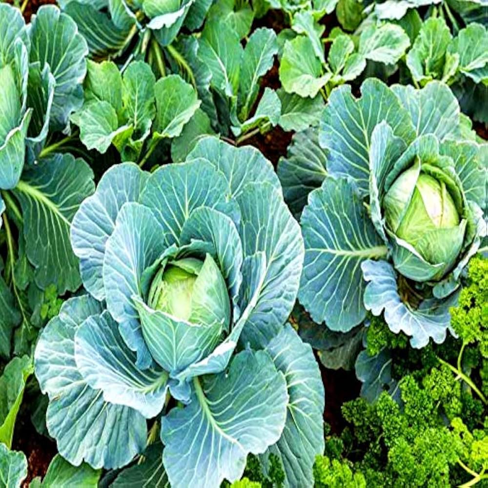 Collard Green Vegetable Seeds for Gardeners