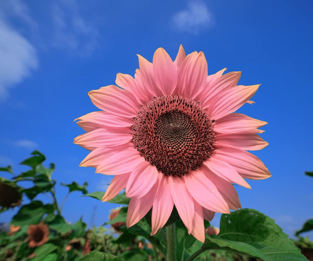 Pink Sunflower Seeds - Perfect for Planting