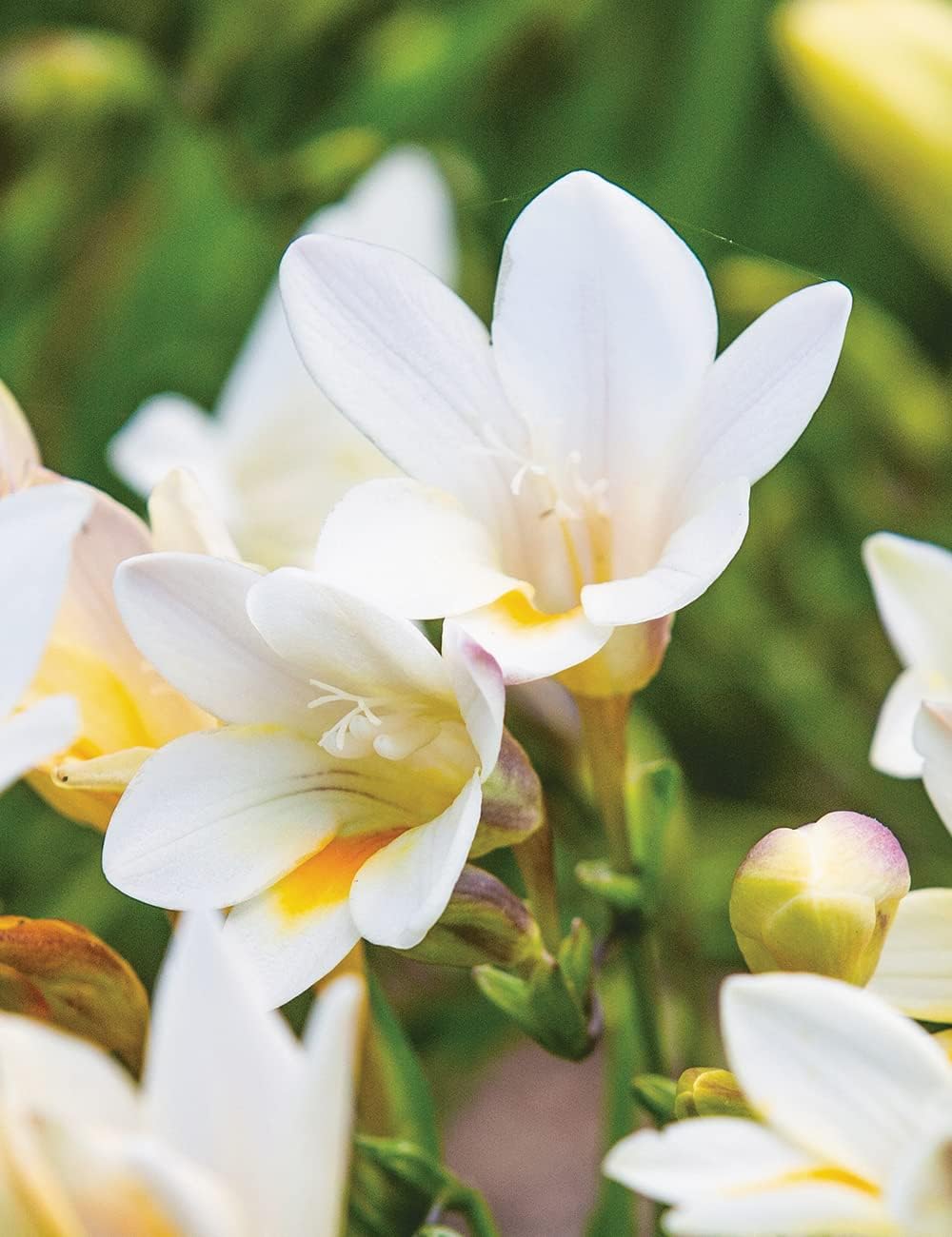 Freesia Flower seeds blooming in flower beds, containers, borders, and pollinator-friendly gardens