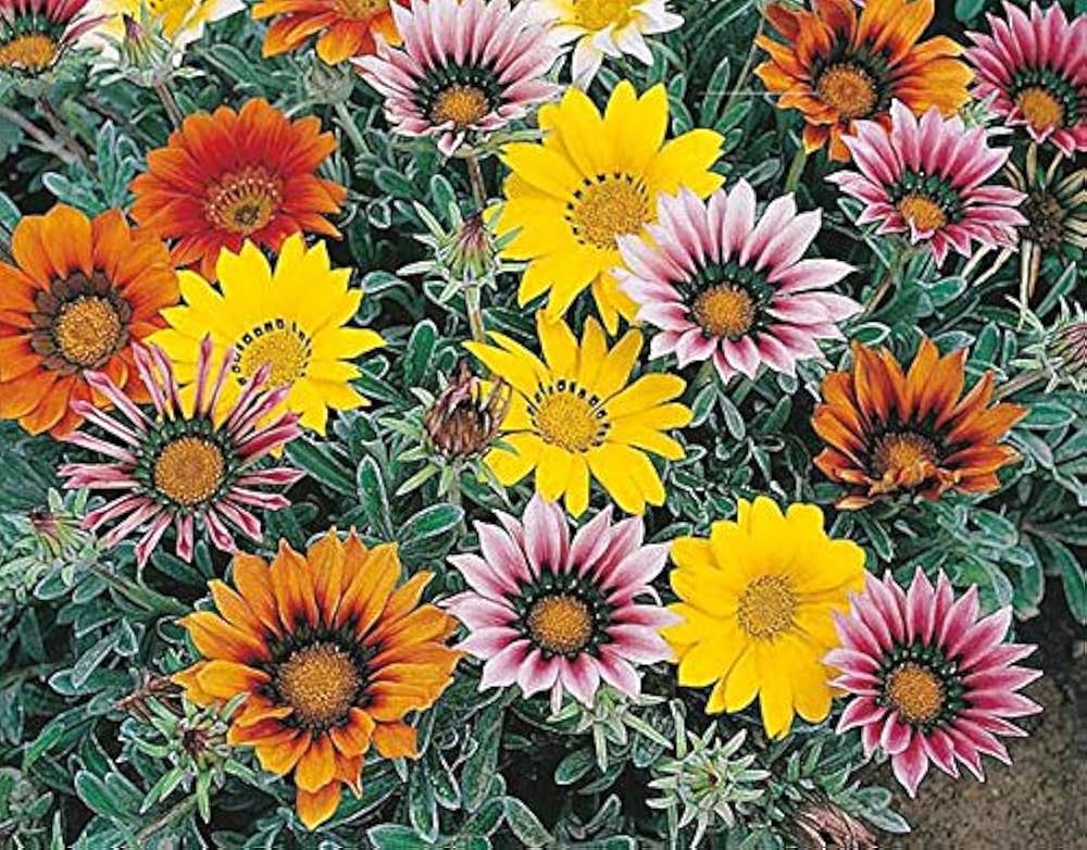 Gazania Sole Mix Gazania rigens Seeds for Planting flower bed drought tolerant garden