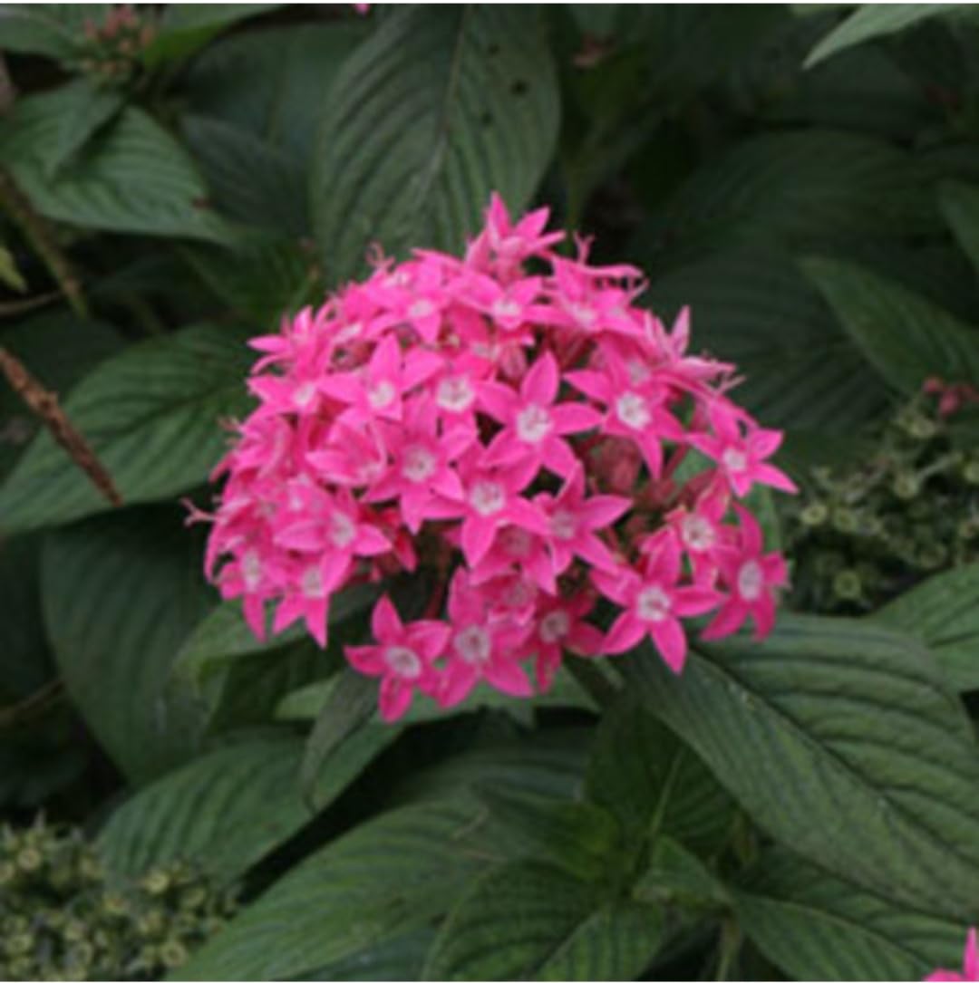 Pink Pentas Flower seeds blooming in flower beds, containers, borders, and pollinator-friendly gardens