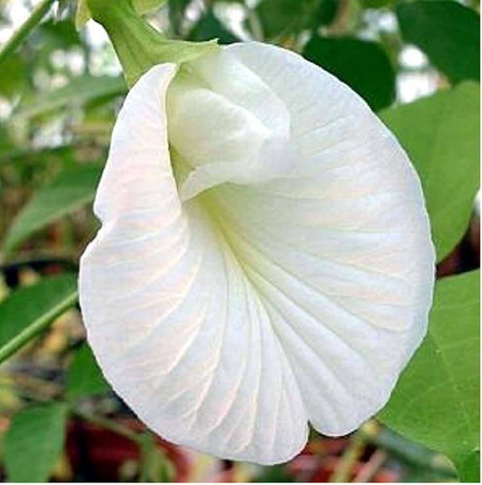 Clitoria Flower seeds for Planting - Hardy Variety, Heirloom & GMO Free Seeds for Home Garden
Sale for planting in home garden.