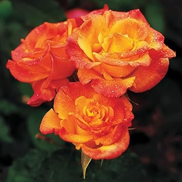 Yellow Orange Rose Flower seeds for Planting - Perfect for Borders, Heirloom & GMO Free Seeds for Home Garden
Sale for planting in home garden.