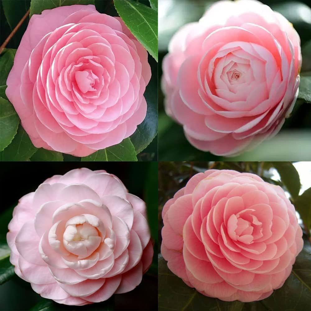 Camellia Seeds Camellia japonica for Planting in Garden & Flower Bed
