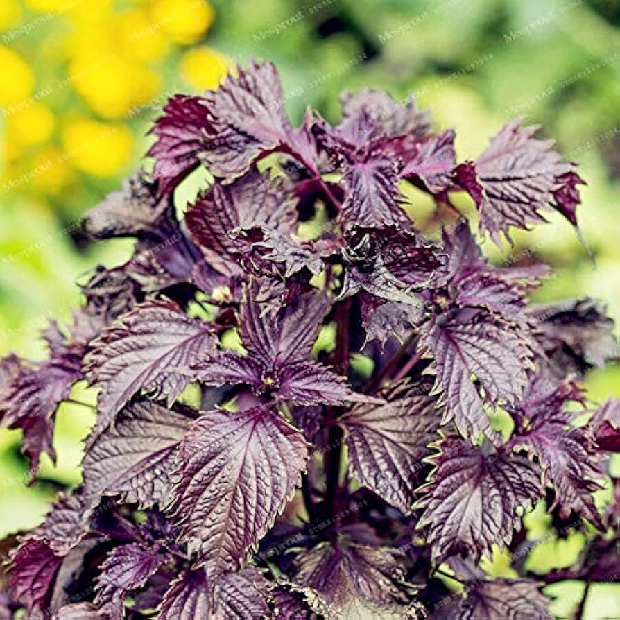 Japanese Perilla Frutescens Seeds for Bonsai and Garden Collections