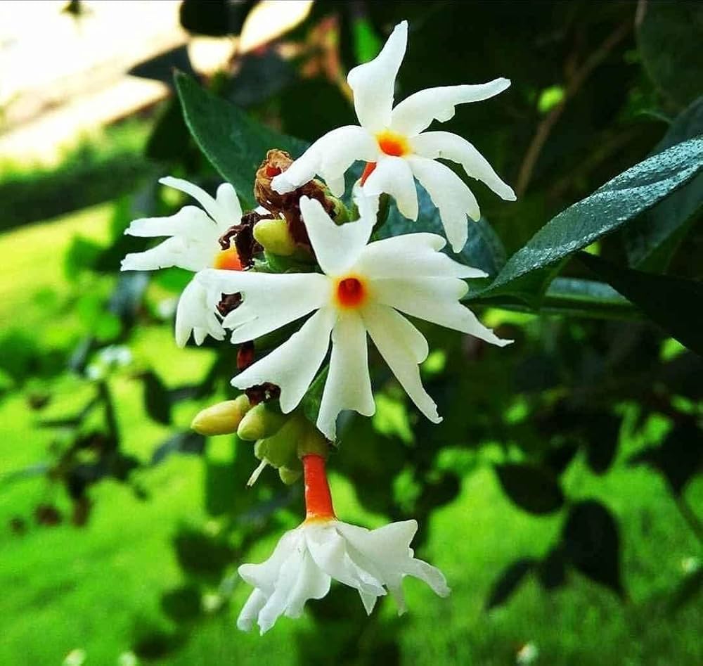 Coral Jasmine Flower Planting Seeds for Vibrant Garden Blooms