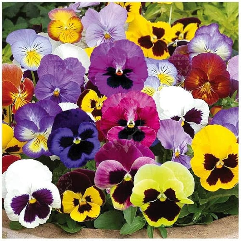 Pansy Giant Mix Seeds for Planting Flower Pots Balcony Gardens