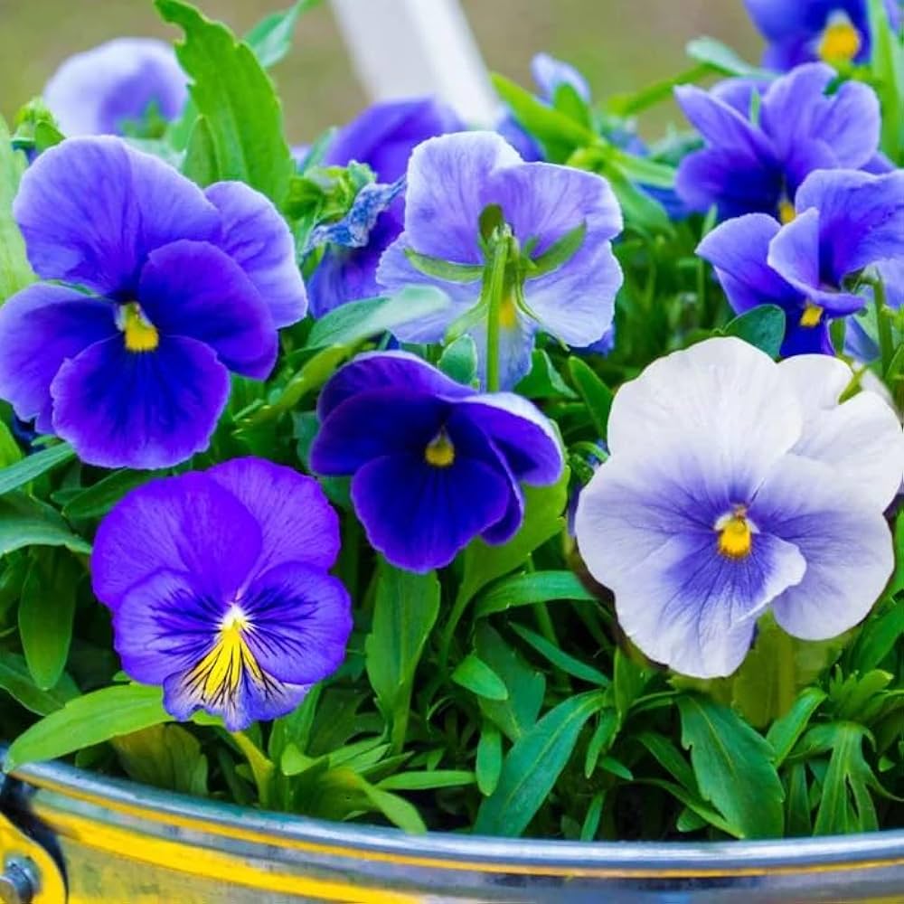 Pansy Viola tricolor Flower Seeds for Planting