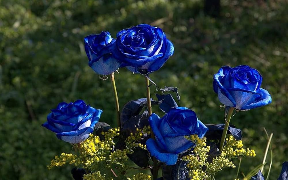 Blue Germany Rose Flower Seeds for Planting Compact Growth Heirloom & GMO Free Seeds for Home Garden
Sale