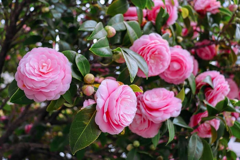 White Light Red Camellia Flower seeds for Planting - Seasonal Bloomer, Heirloom & GMO Free Seeds for Home Garden