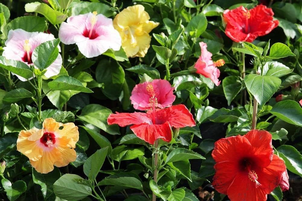 Multi-Colour Hibiscus Flower seeds blooming in flower beds, containers, borders, and pollinator-friendly gardens
