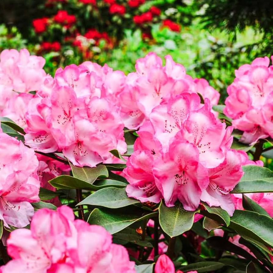 Rare Varieties Azalea Seeds DIY Garden