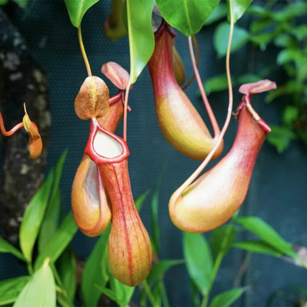 Nepenthes Seeds for Planting Nepenthes spp. for carnivorous plant collections and terrariums