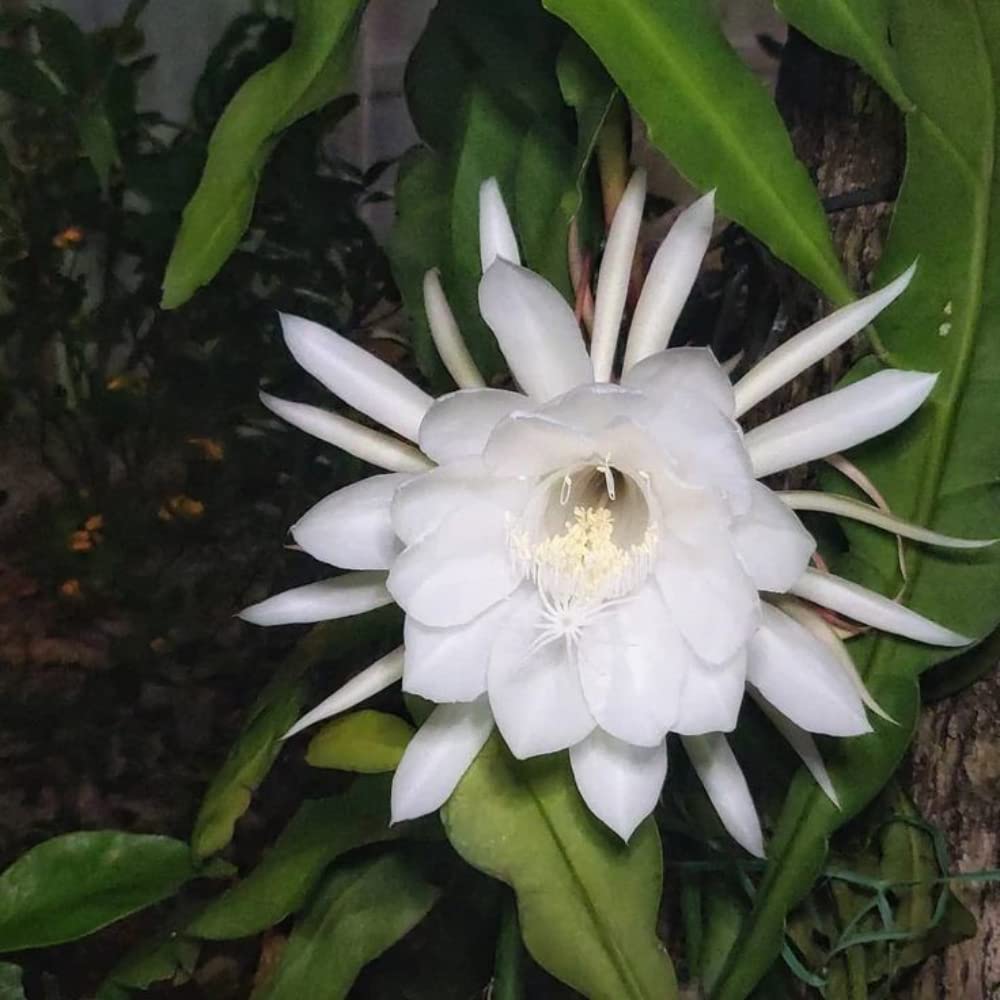 Epiphyllum Oxypetalum Flower seeds for Planting - Pollinator Friendly, Heirloom & GMO Free Seeds for Home Garden