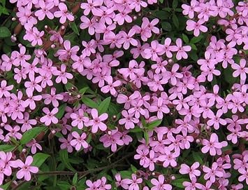 Saponaria Ocymoides Flower seeds for Planting Garden Favorite Heirloom & GMO Free Seeds for Home Garden
Sale for planting in home garden