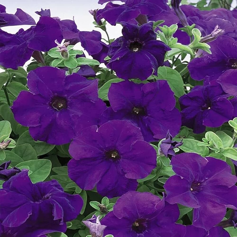 Pelleted Petunia Limbo Lila Seeds
