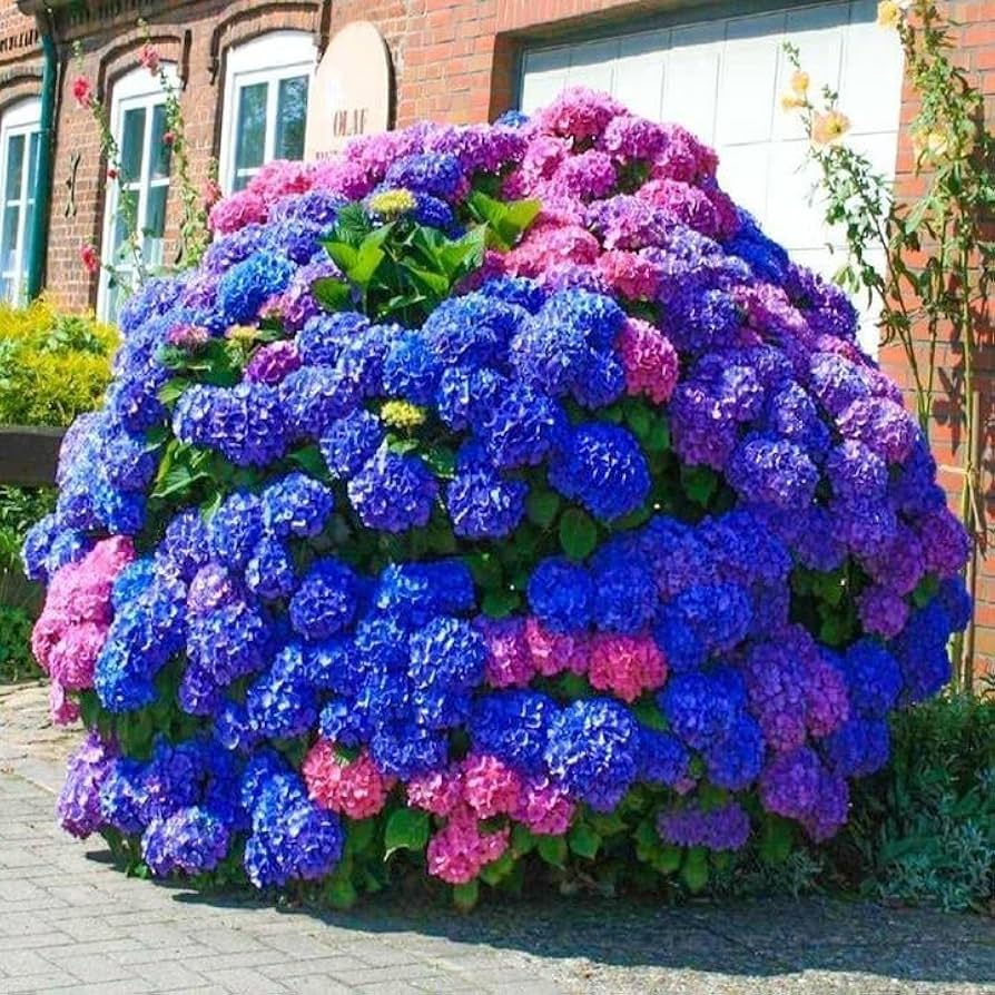 Hydrangea Hydrangea spp. Seeds for Planting - Ideal for Flower Bed & Home Garden