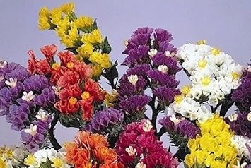 Herencia Flower seeds blooming in flower beds, containers, borders, and pollinator-friendly gardens