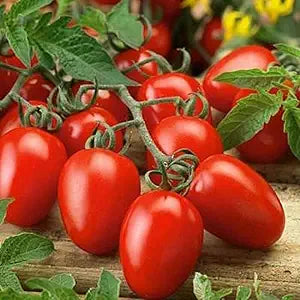 Roma VF Tomato Seeds for Heirloom Tomatoes