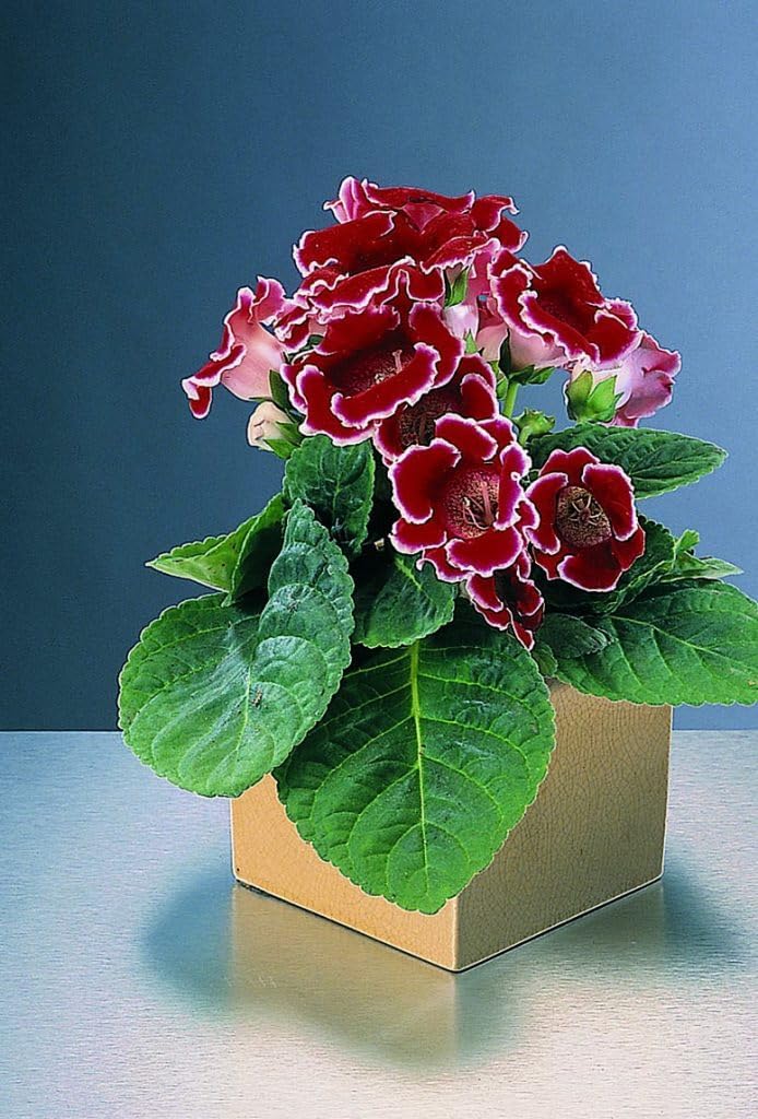 Deep Red Gloxinia Flower seeds for Planting Pollinator Friendly Heirloom & GMO Free Seeds for Home Garden
Sale for planting in home garden