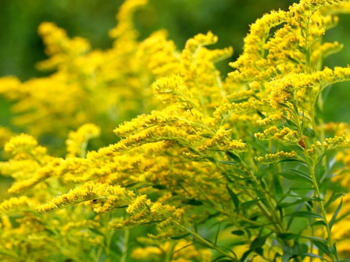 Goldenrod Flower seeds blooming in flower beds, containers, borders, and pollinator-friendly gardens