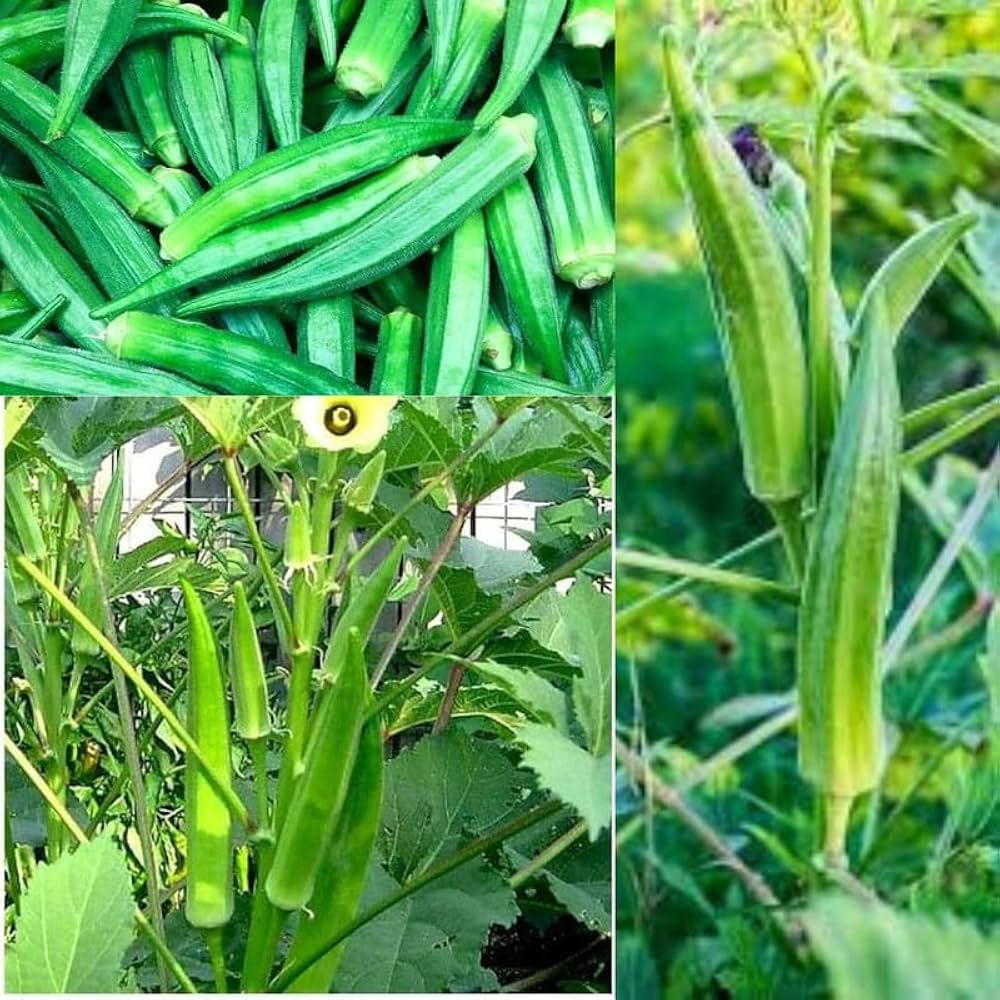 Green Okra Seeds for Planting Vegetable Garden Essentials