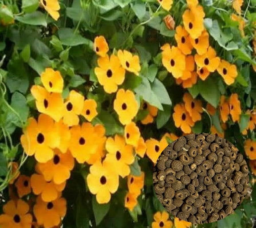 Black Eyed Susan Vine Seeds – Fast-Growing Flower for Bees and Butterflies