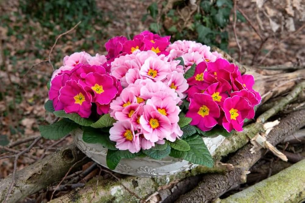 Double Blossom Primrose Primula vulgaris Seeds for Planting
