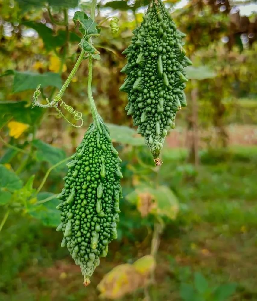 Bitter Gourd Seeds for Planting Momordica charantia for vegetable patch and kitchen garden