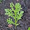 Daisy Bellis perennis Flower Seeds for Planting in Flower Bed & Garden