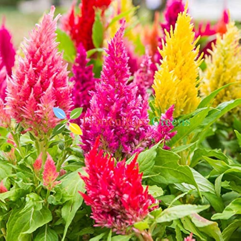 Kuhschelle Flower seeds blooming in flower beds, containers, borders, and pollinator-friendly gardens