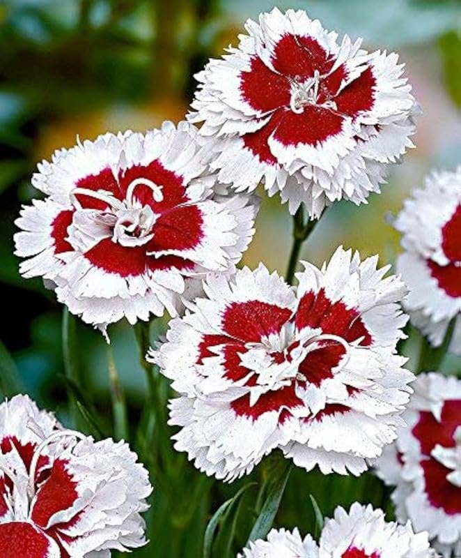 Dianthus Red White Flower seeds for Planting - Cottage Garden Essential, Heirloom & GMO Free Seeds for Home Garden
Sale seeds for planting in home garden