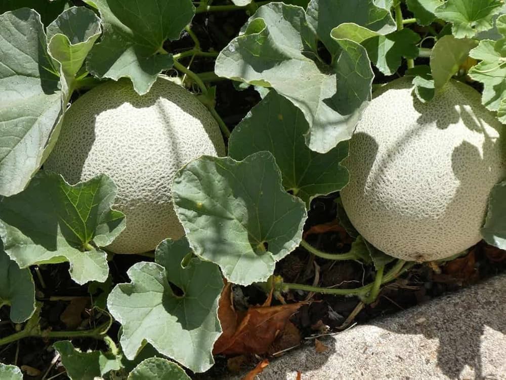 Cantaloupe Seeds for Planting: Cream Variety