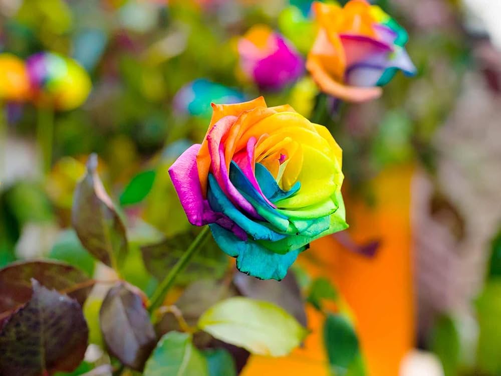 Green Pink Rainbow Rose Seeds Rosa hybrida for Planting in Decorative Garden and Flower Pot