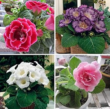 Multi Gloxinia Flower Seeds Flower seeds for Planting Premium Quality Heirloom & GMO Free Seeds for Home Garden
Sale for planting in home garden