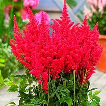 Red Astilbe Perennial Flower seeds blooming in flower beds, containers, borders, and pollinator-friendly gardens