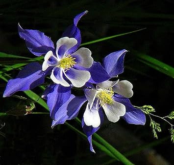 Colorado Flower seeds for Planting - Compact Growth, Heirloom & GMO Free Seeds for Home Garden
Sale seeds for home garden