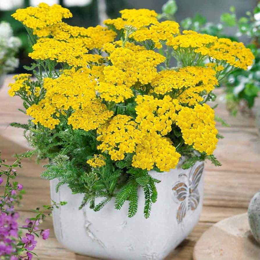 Yellow Yarrow Seeds Achillea millefolium for Planting in Dry Garden and Flower Border
