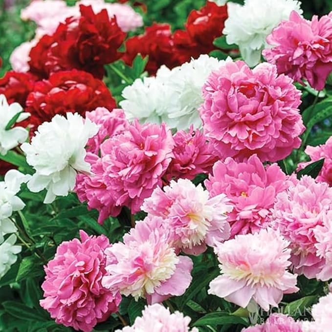 Precious White Peony Flower Seeds, Potted Flowers Bonsai Plant Seeds