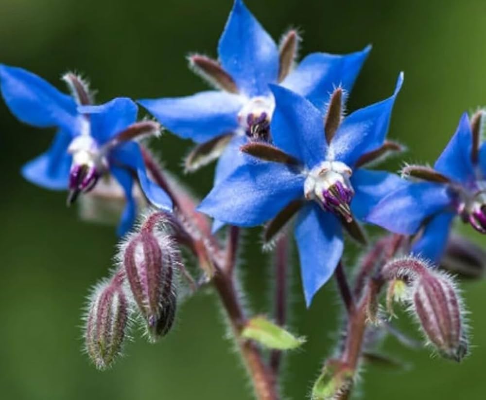 Blue Borage Flower seeds for Planting - Vibrant Colors, Heirloom & GMO Free Seeds for Home Garden